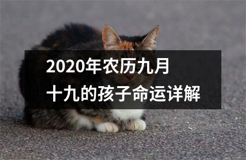 <h3>2020年农历九月十九的孩子命运详解